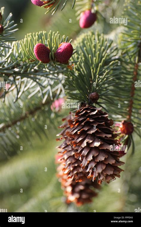 female  male pine cone  res stock photography  images alamy