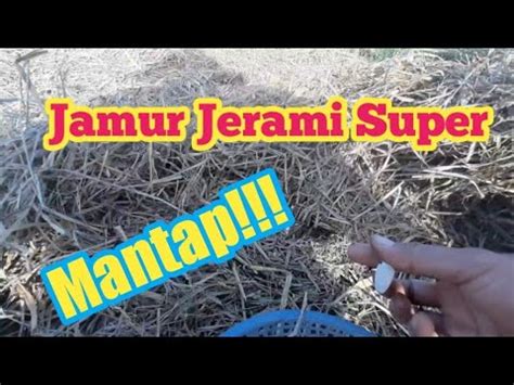 SERUUUUUUU JUGA CARI JAMUR JERAMI DI SAWAH YouTube