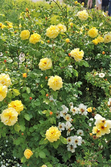 5 YELLOW CLIMBING ROSE Rosa Bush Vine Climber Fragrant Etsy