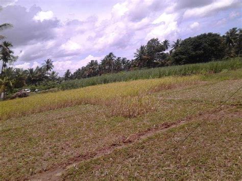 Agricultural Land 60548 Sq Ft For Sale In Attur Salem REI632924