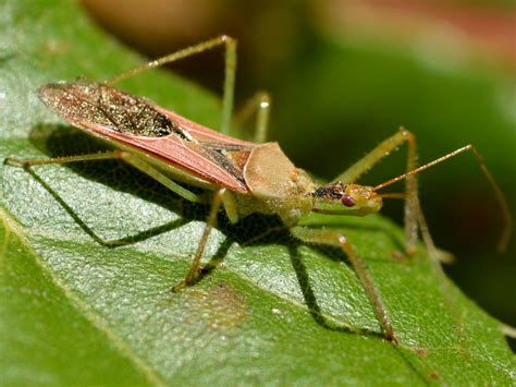 Assassin Bug Reduviidae Hemiptera On Coast Live Oak Qu Flickr