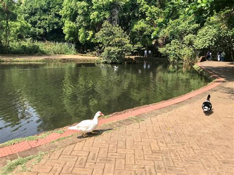 Bosque dos Buritis em Goiânia GO Áreas Verdes das Cidades Guia de