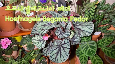 호프나겔 베고니아 페더 Hoefnagels Begonia Fedor 키우는 법 YouTube