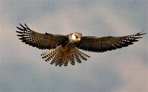 Amur Falcon Festival slated for Nov 12-13 - The Shillong Times