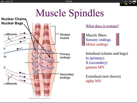 MSK Final Exam Study Cards Flashcards Quizlet