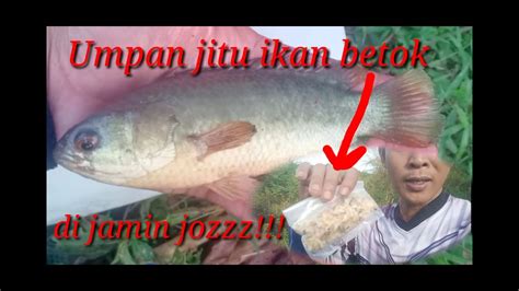 Umpan Terbaik Dan Terjitu Untuk Ikan Betok YouTube