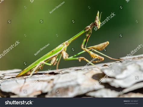 Green Mantis Stock Photo 109148927 : Shutterstock