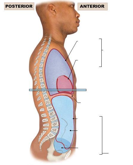 chapter  ventral body cavities diagram quizlet