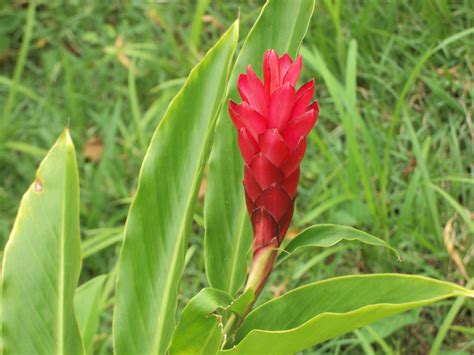 Beija Flor ~ Recordaresviajar ~