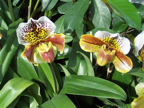 Orchideenschau Im Palmenhaus Auf Der Insel Mainau