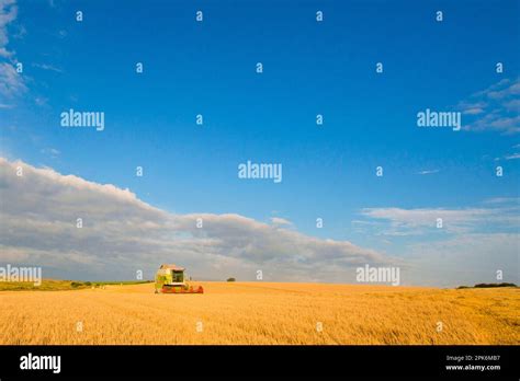 Barley Hordeum Vulgare Crop Claas Combine Harvester Harvesting Ripe