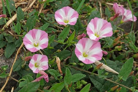 Convolvulus Arvensis