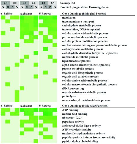 Summary Of Gene Ontology Analysis Of Proteins With Differential Download Scientific Diagram