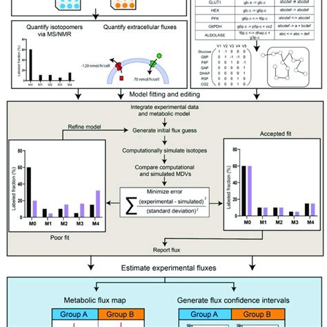 Isotope Assisted Metabolic Flux Analysis Workflow The Three Major