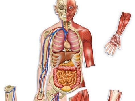 Quiz Anatomia Humana Emanuel Goulart Quizur