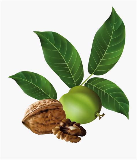 Walnut Png Clip Art - Walnut Tree Png , Free Transparent Clipart ...