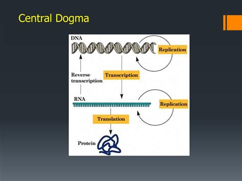 Ppt Central Dogma Powerpoint Presentation Free Download Id2087126