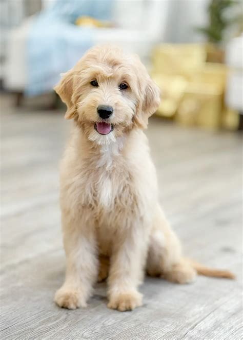 Explore Our F1 Teddy Bear English Goldendoodles Gallery