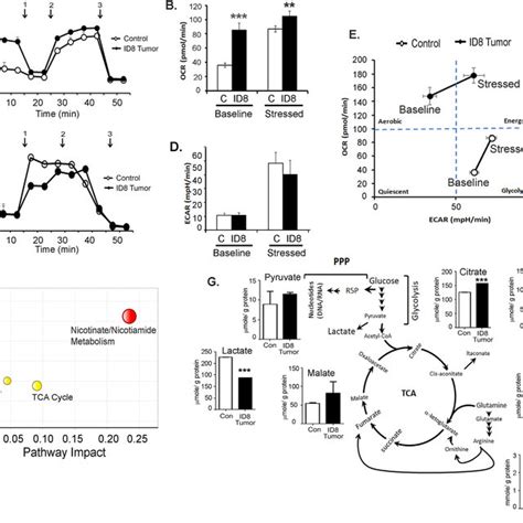 Depletion Of Cd B D Gr D Myeloid Cells By Anti Gr Monoclonal