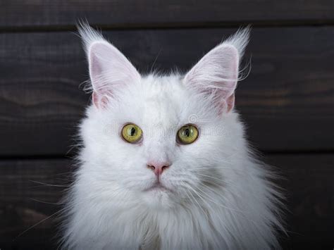 Head Shot Young Solid White Maine Coon Cat On Dark Wooden Brown