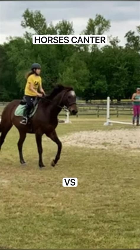 HORSES CANTER vs PONYS CANTER | Horses, Cute baby horses, Horse riding ...