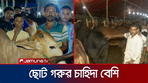 শেষ মুহূর্তে জমে উঠেছে কোরবানির পশুর হাট Cow Hut Jamuna Tv Youtube