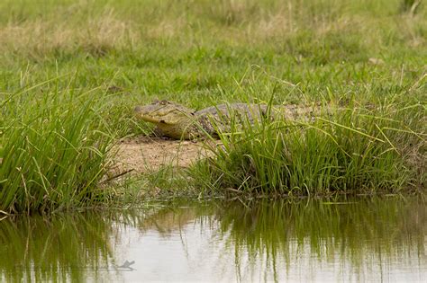 Yacar Overo Caiman Latirostris Ecoregistros