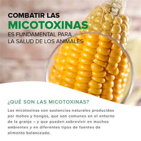 Combatir Las Micotoxinas Vetifarma