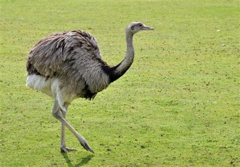 Animais Do Pampa Aves Mam Feros Anf Bios E R Pteis