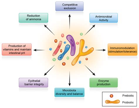 Probiotics Prebiotics And Phytogenic Substances For Gut Health