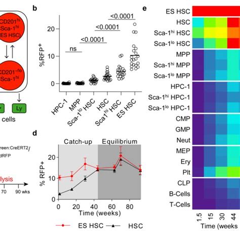 Fate Mapping Of Cd Hi Sca Hi Hscs A Subdivision Of The