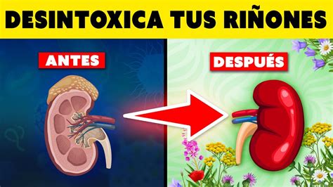 Maneras De Desintoxicar Y Limpiar Los Ri Ones Naturalmente Youtube