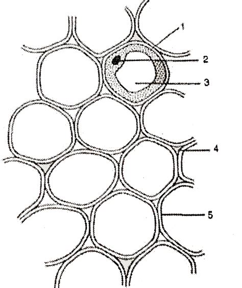 (a) Identify the plant tissue given in figure alongside. (b) Label the ...