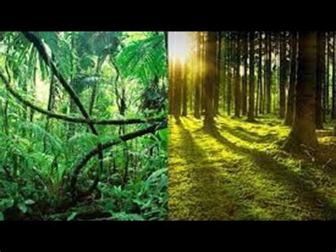 Diferencia entre Selva Jungla y Bosque Descubre las Características