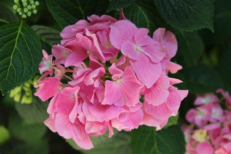 Details Imagen Rosas Hortensias Abzlocal Mx