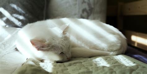 99,000+ Sleeping White Cat Pictures