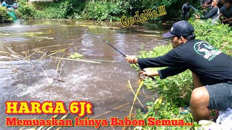 Puas Mancing Borongan Kolam Ikan Bawal Babon Harga Juta Rupiah