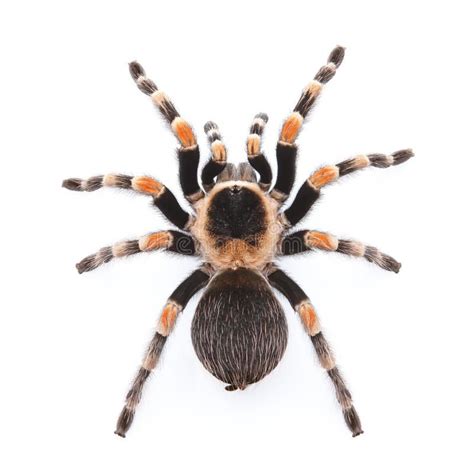 Mexican Red Knee Tarantula Top View