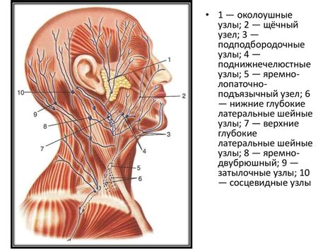 Треугольники шеи анатомия презентация