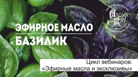 Эфирное масло Базилик. Ocimum basilicum. Ароматный Рай - YouTube