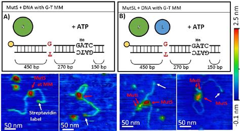 Figure From Atomic Force Microscopy Captures The Initiation Of Methyl