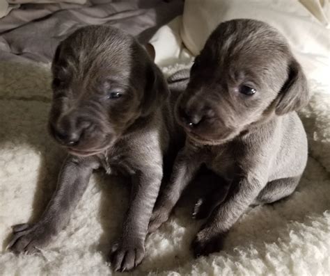 Weimaraner Puppies For Sale | Dowagiac, MI #277049