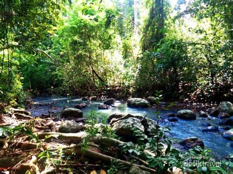 10 Hutan Paling Angker Di Indonesia Awas Tersesat