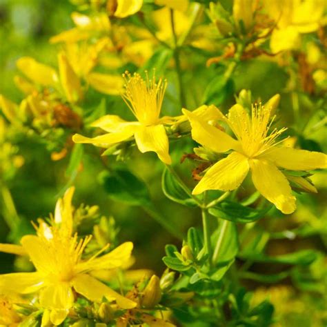 St John S Wort Seeds Hypericum Perforatum Flower Seed