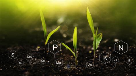 How To Identify Phosphorus Nutrient Deficiency In Plants