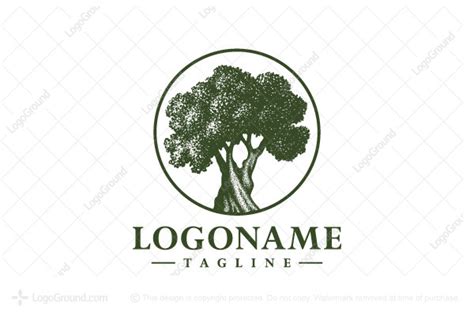 Beautiful Olive Tree Logo