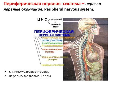 Нервная система - презентация онлайн