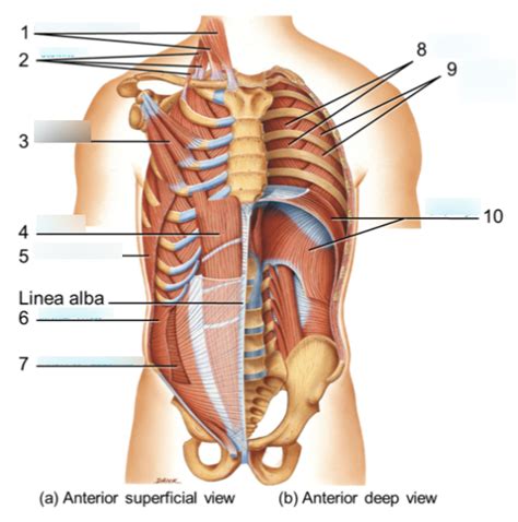 Muscles For Breathing Diagram Quizlet