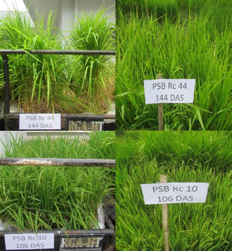 A Flowering Of The Rice Varieties Planted In The Rga Push Carts And In Download Scientific