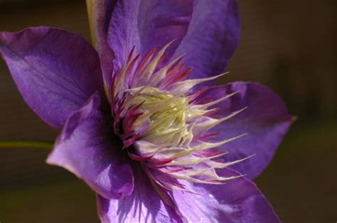 Free Images Nature Blossom Flower Purple Petal Bloom Botany